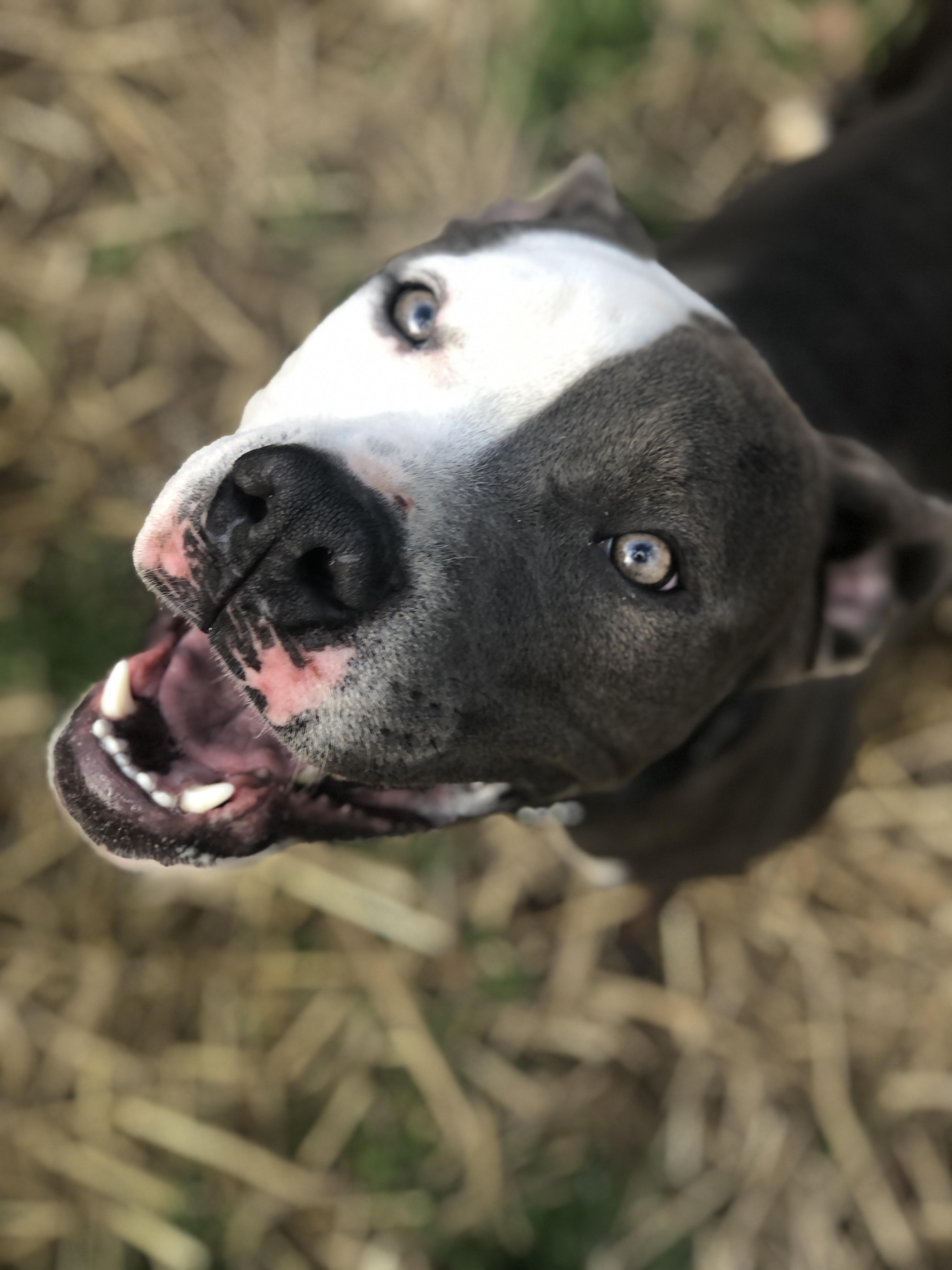 Enlarge Koda, an adoptable Pit Bull Terrier in Petersburg, VA image 3/6