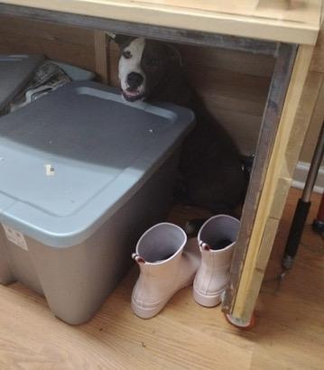 Enlarge Koda, an adoptable Pit Bull Terrier in Petersburg, VA image 3/3