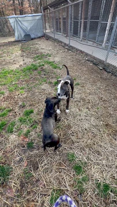 Enlarge Koda, an adoptable Pit Bull Terrier in Petersburg, VA video 2/6