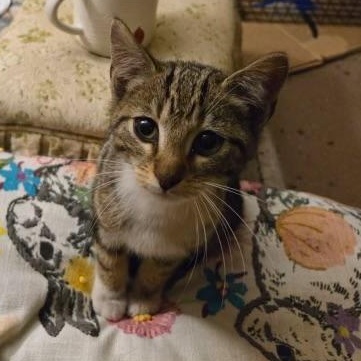 Enlarge Griffin, a ADOPTABLE Domestic Short Hair in jacksonville, FL image 1/2