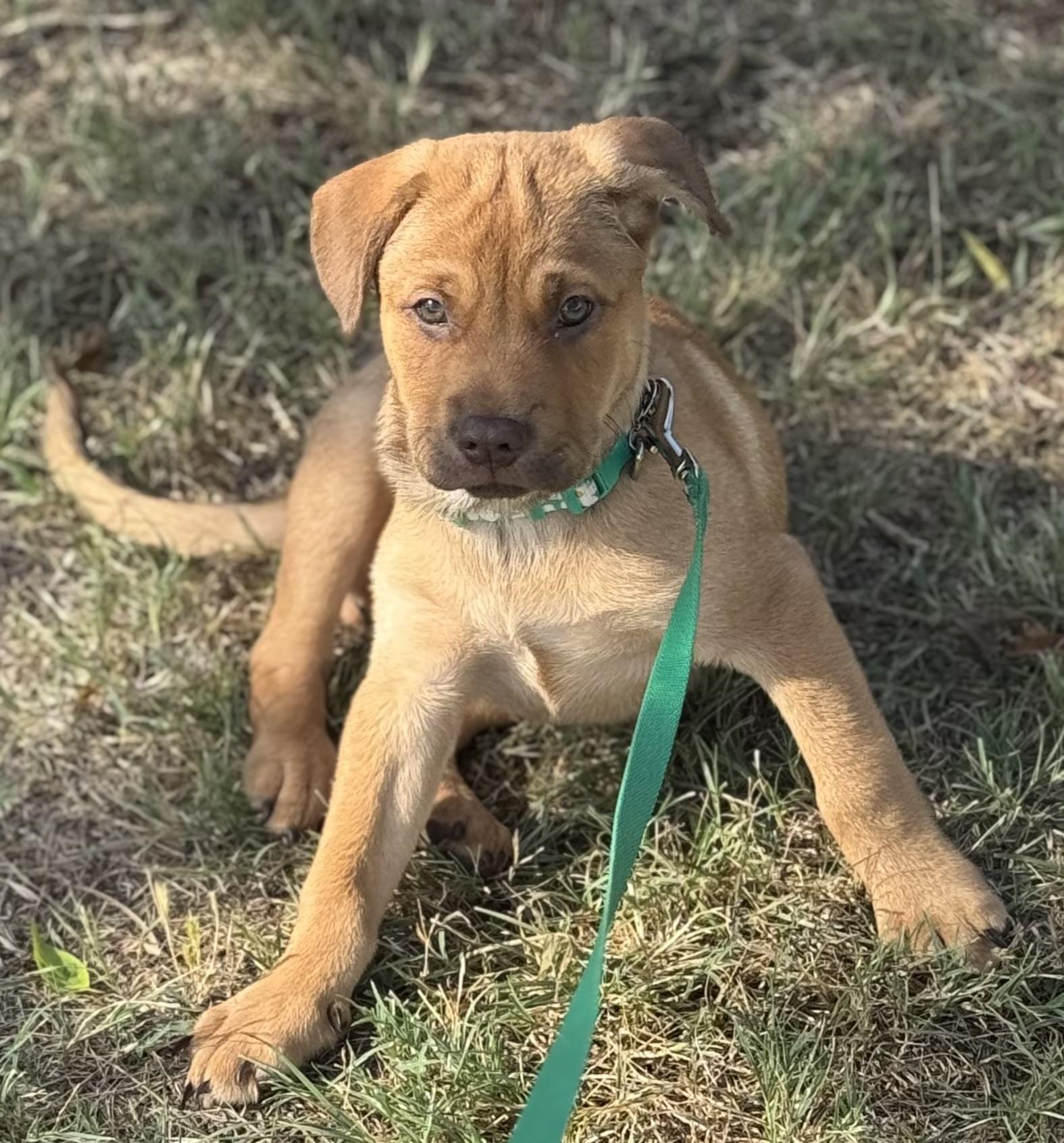 Lenny, a Adopted mixed breed in Bastrop, TX image 6/6