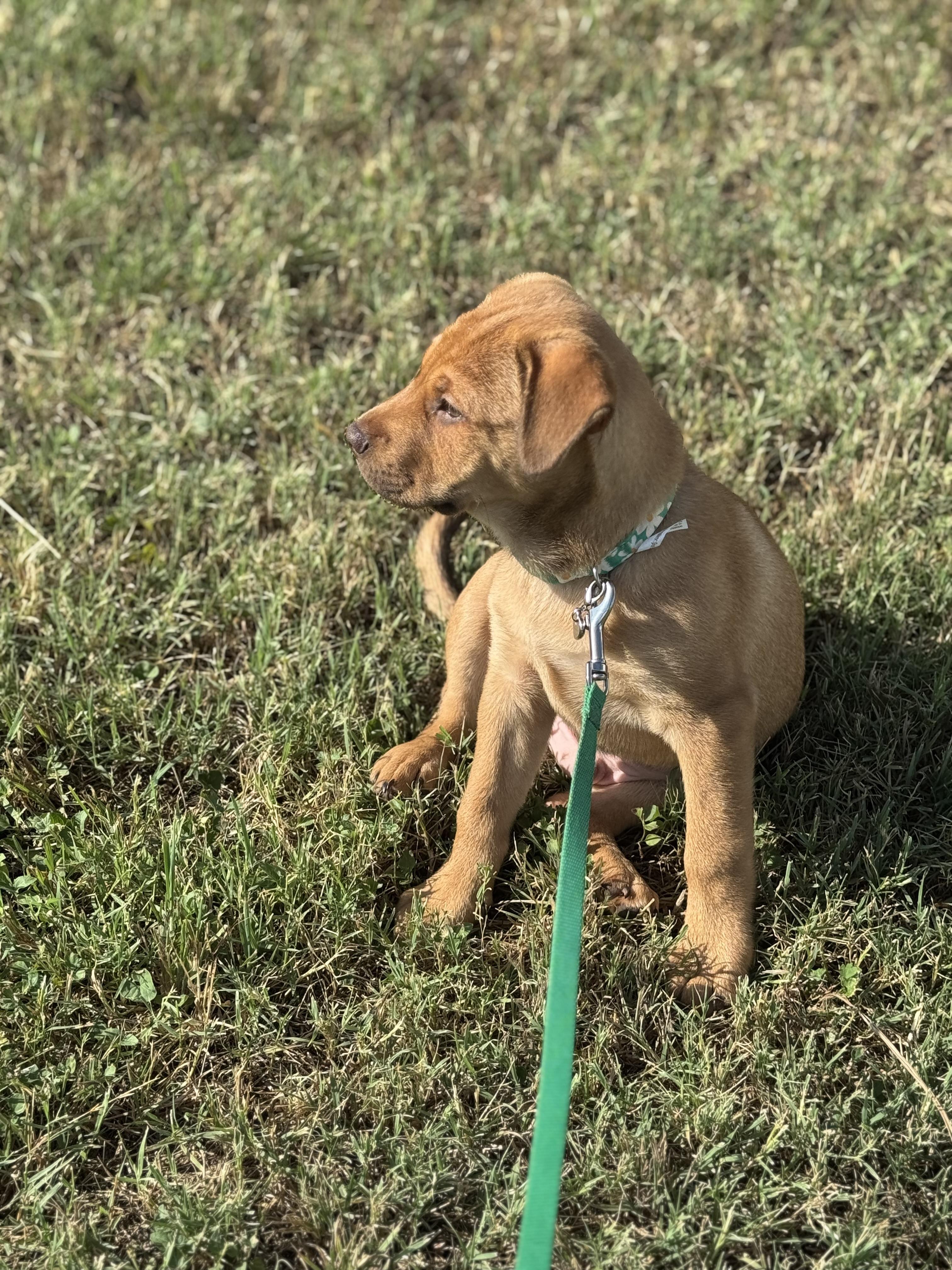 Lenny, a Adopted mixed breed in Bastrop, TX image 3/6