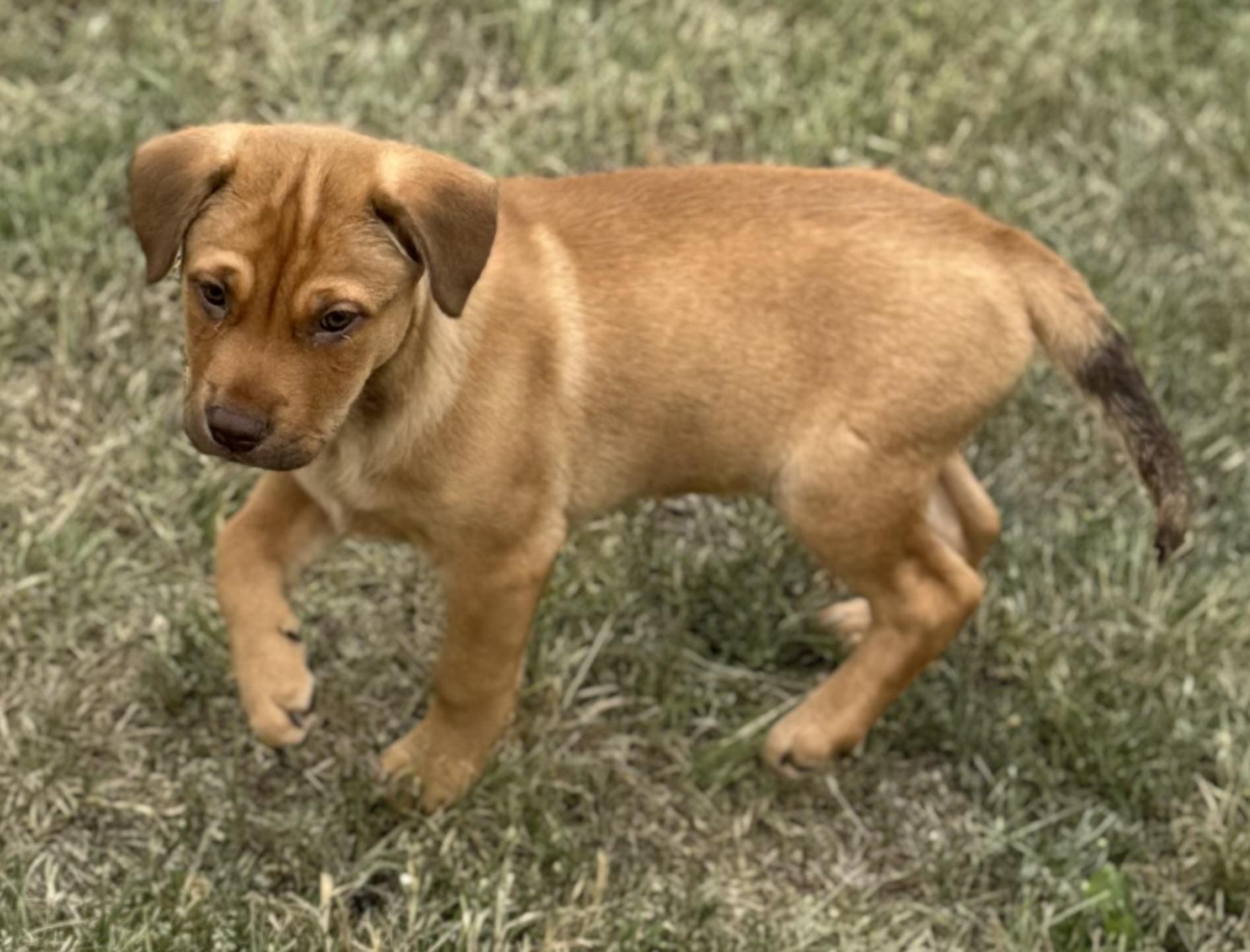 Lenny, a Adopted mixed breed in Bastrop, TX image 4/6