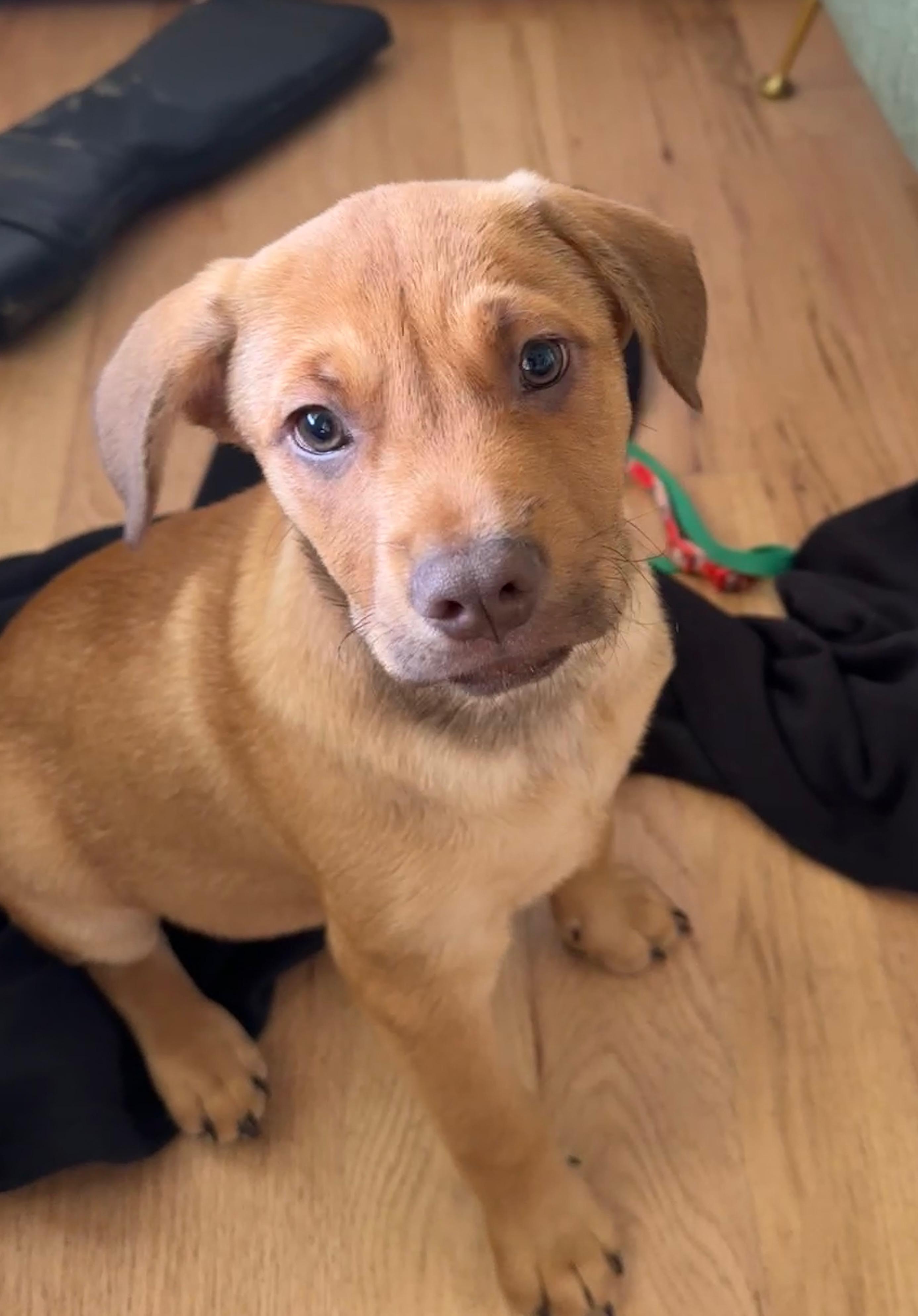 Lenny, a Adopted mixed breed in Bastrop, TX image 1/6