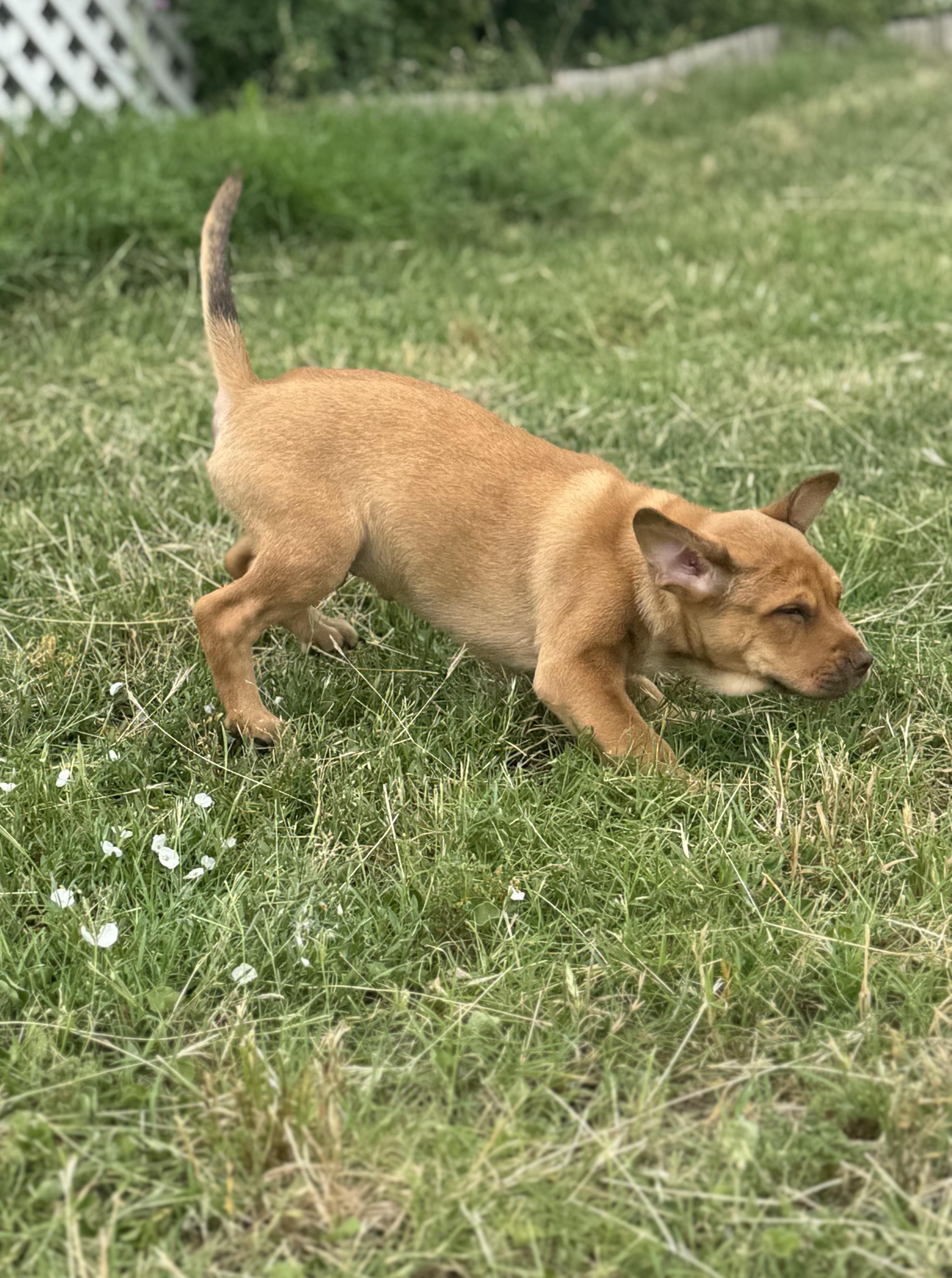 Lenny, a Adopted mixed breed in Bastrop, TX image 5/6