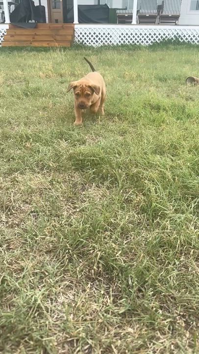 Enlarge Lenny, a Adopted mixed breed in Bastrop, TX video 2/6