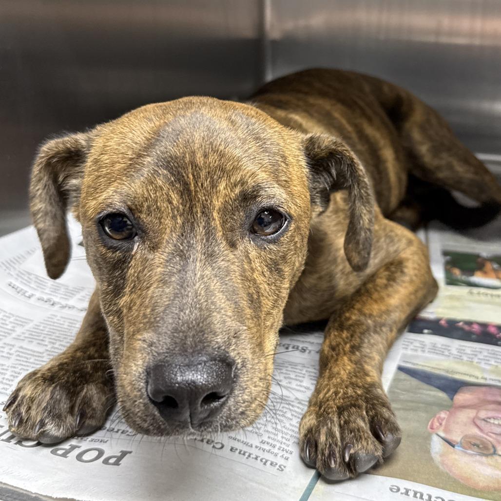 Codename, Adoptable, Puppy Male Plott Hound.