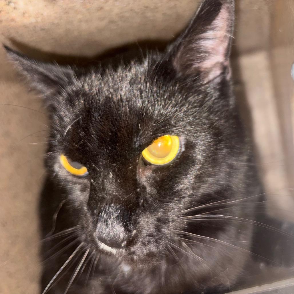 Enlarge Frankie, a Adoptable Domestic Short Hair in San Gabriel, CA image 1/1