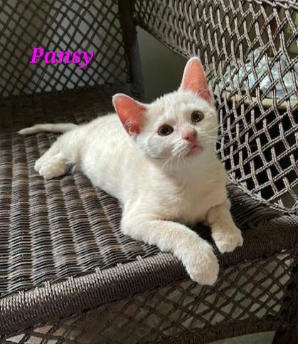 Pansy