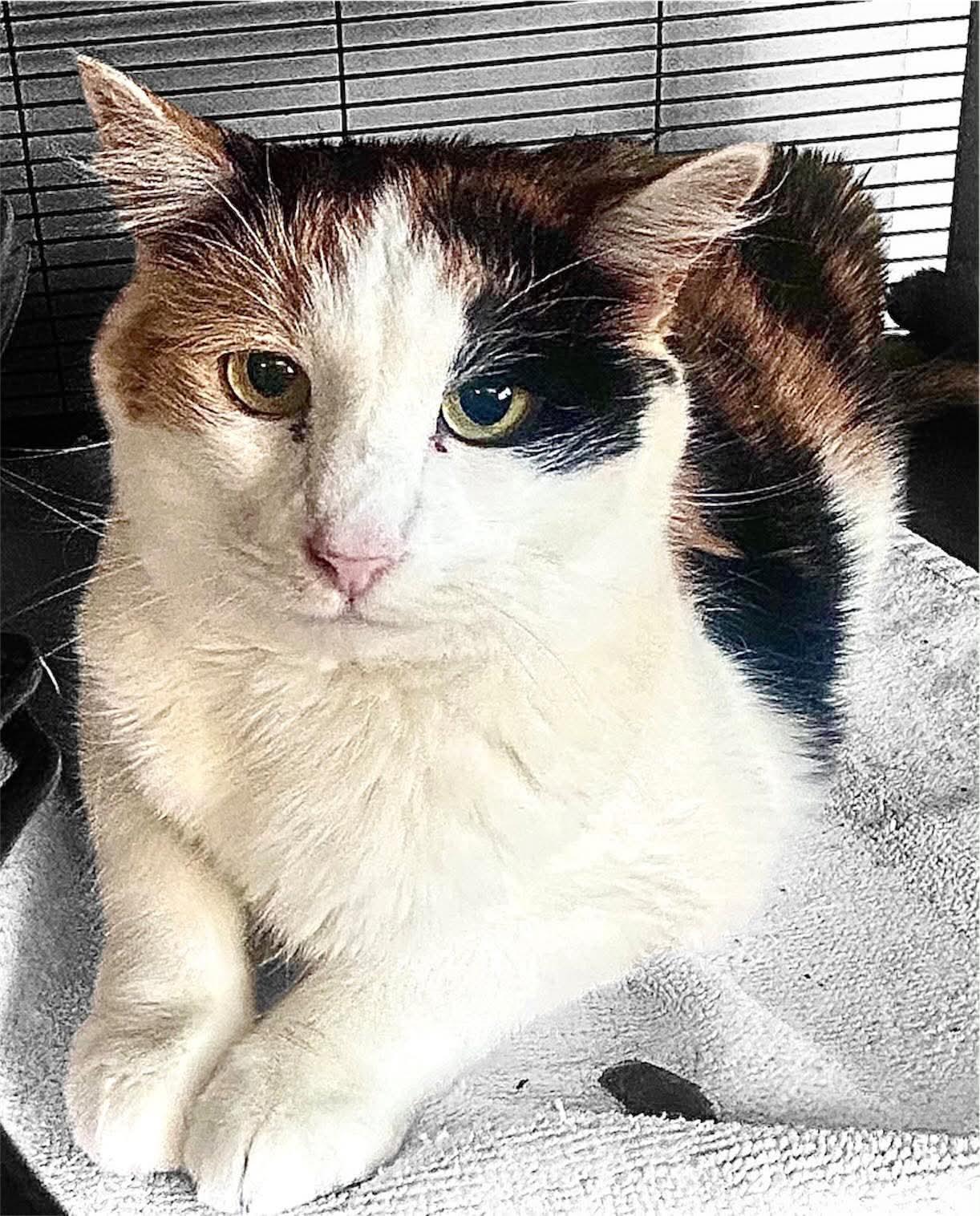 Ginger, Adoptable, Senior Female Domestic Short Hair.