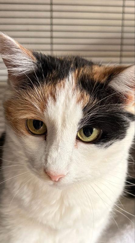 Enlarge Ginger, a Adoptable Domestic Short Hair in Gettysburg, PA image 2/3