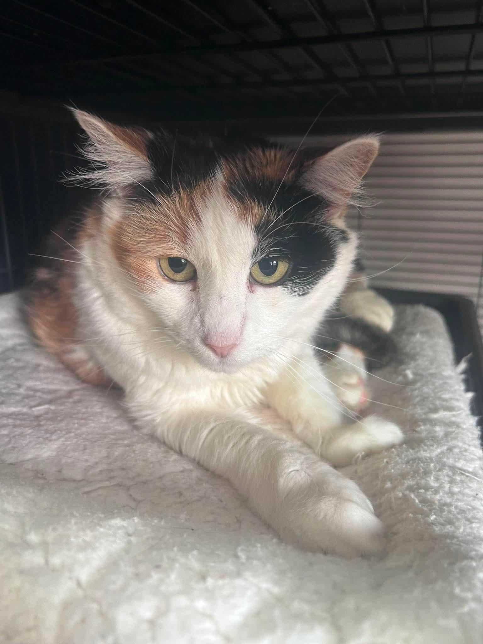 Enlarge Ginger, a Adoptable Domestic Short Hair in Gettysburg, PA image 2/2
