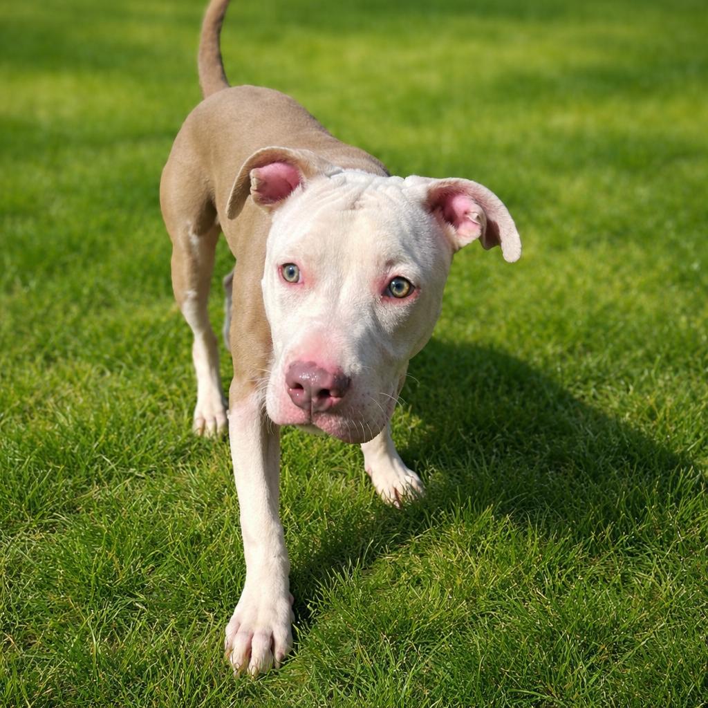 Gerald, Adoptable, Young Male Mixed Breed.