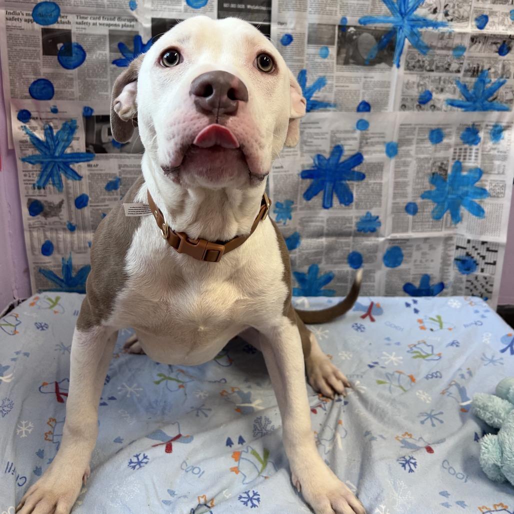 Enlarge Gerald, a Adoptable Mixed Breed in Binghamton, NY image 4/6