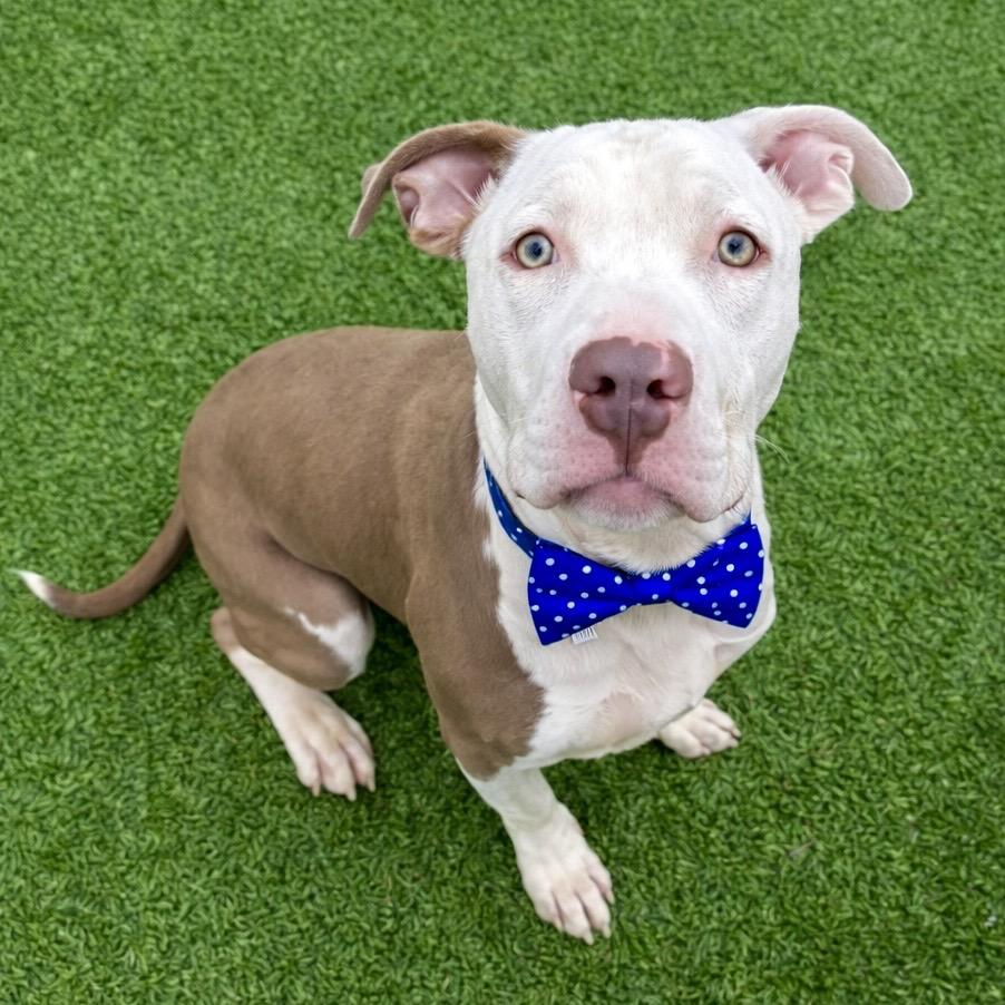 Enlarge Gerald, a Adoptable Mixed Breed in Binghamton, NY image 5/6