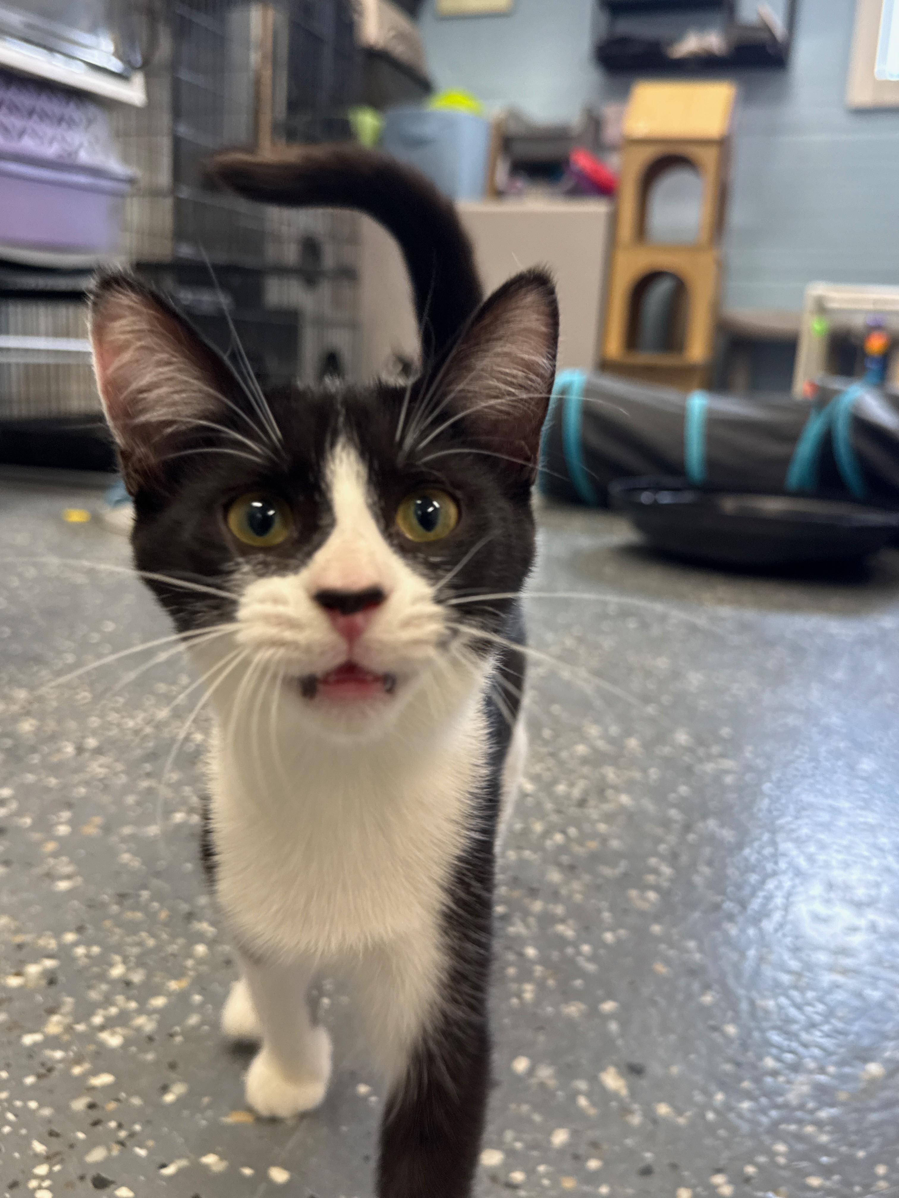 Enlarge Rolly, an adopted Domestic Short Hair in Wayland, MI image 1/1