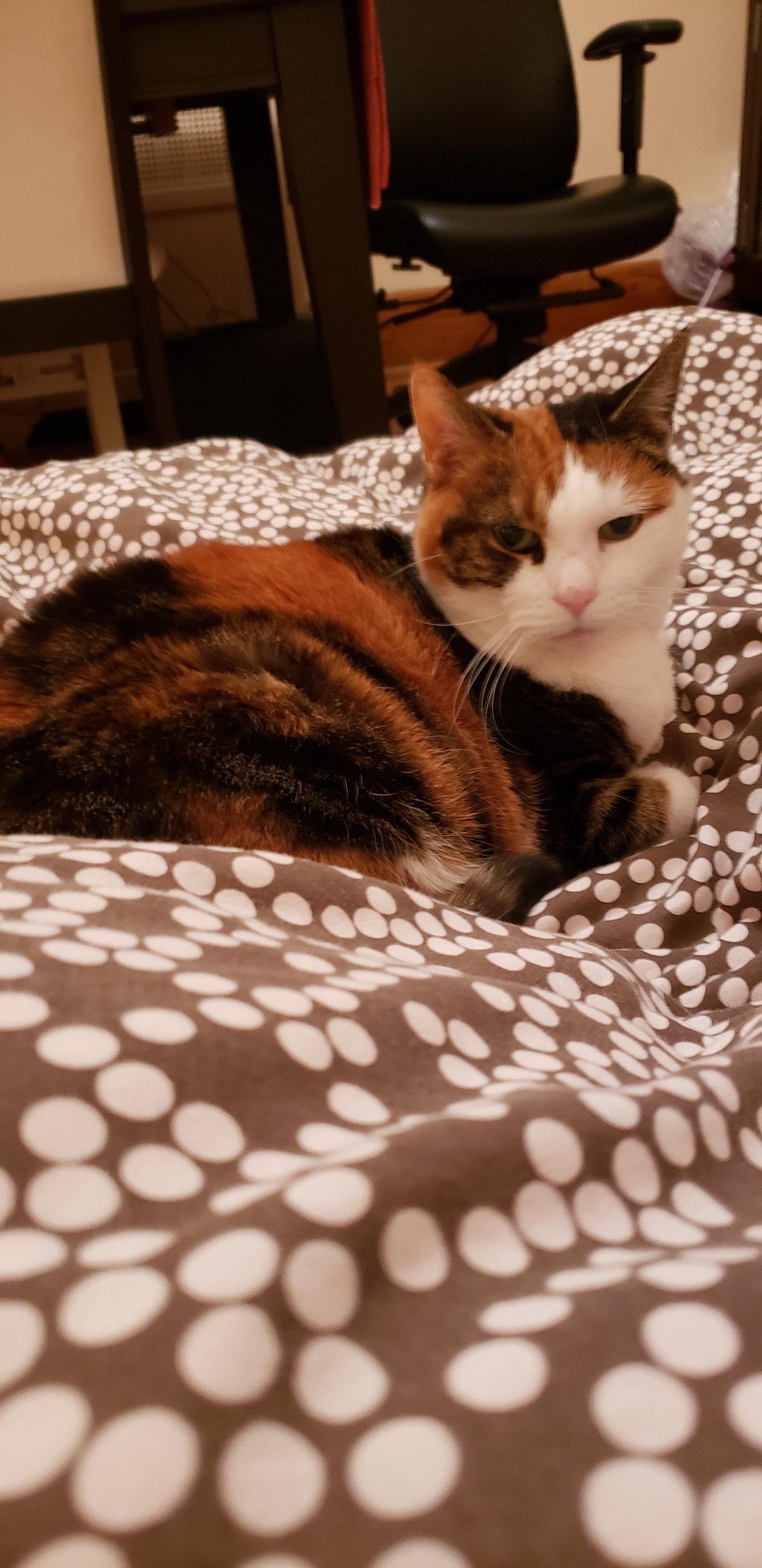 Minoushka, Adoptable, Adult Female Domestic Short Hair.