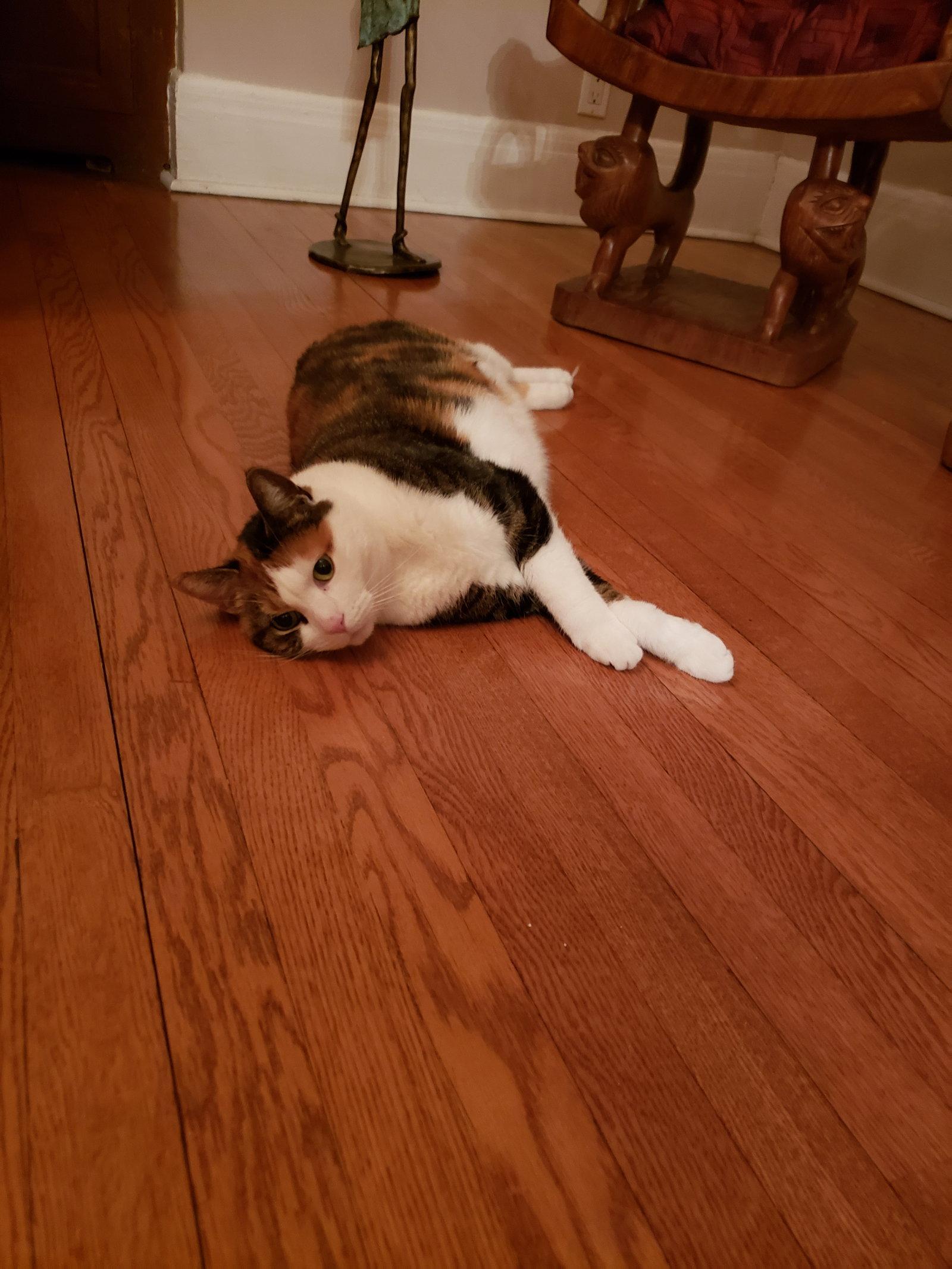 Enlarge Minoushka, a Adoptable Domestic Short Hair in Montreal, QC image 2/2