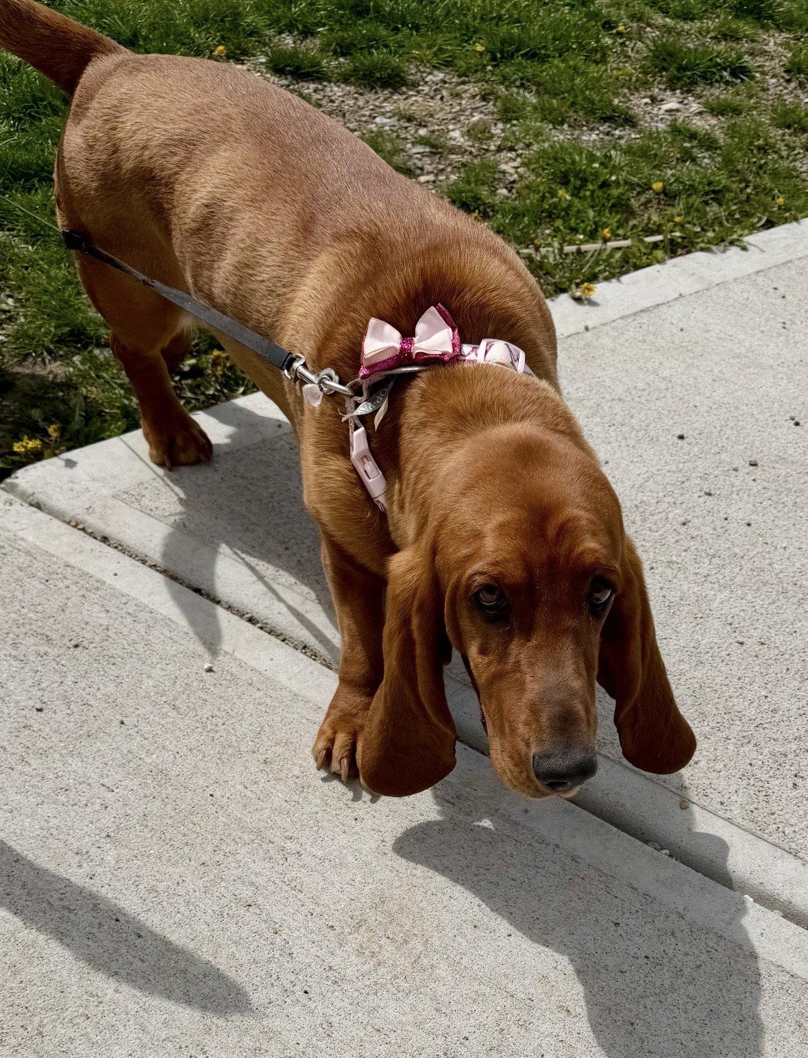 Hailey, Adopted, Adult Female Basset Hound.