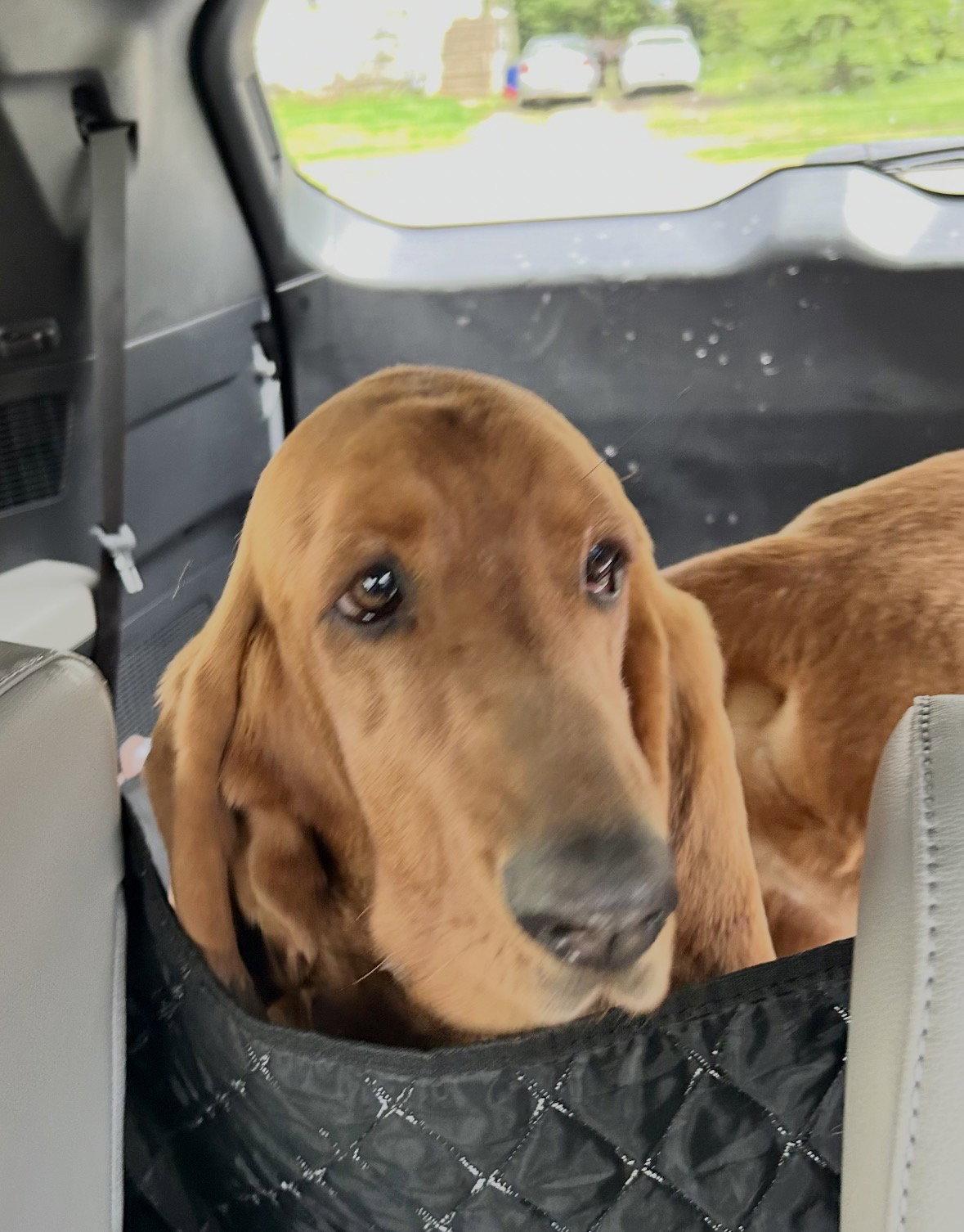 Enlarge Hailey, a Adopted Basset Hound in Brookville, OH image 2/2