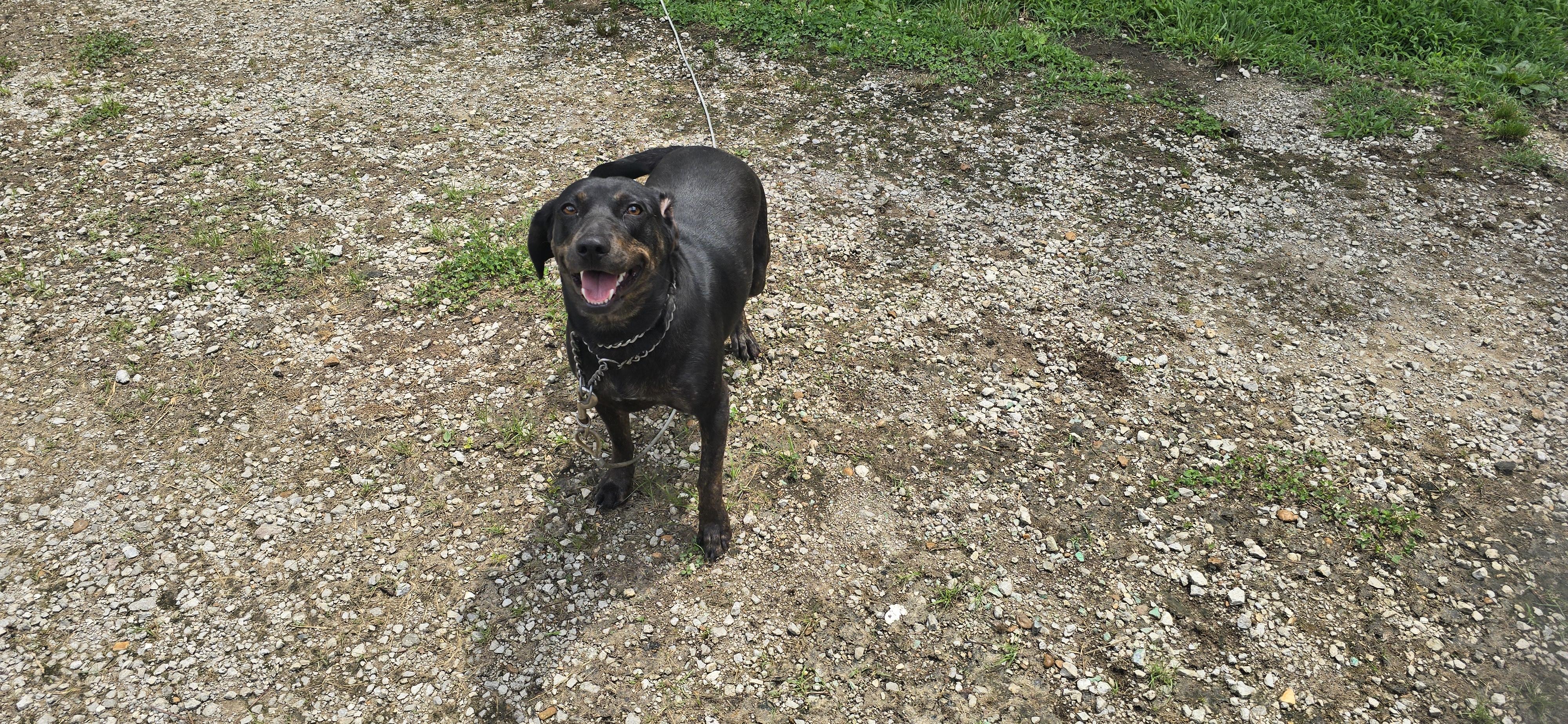 Sadie, a ADOPTABLE mixed breed in Corinth, MS image 2/5