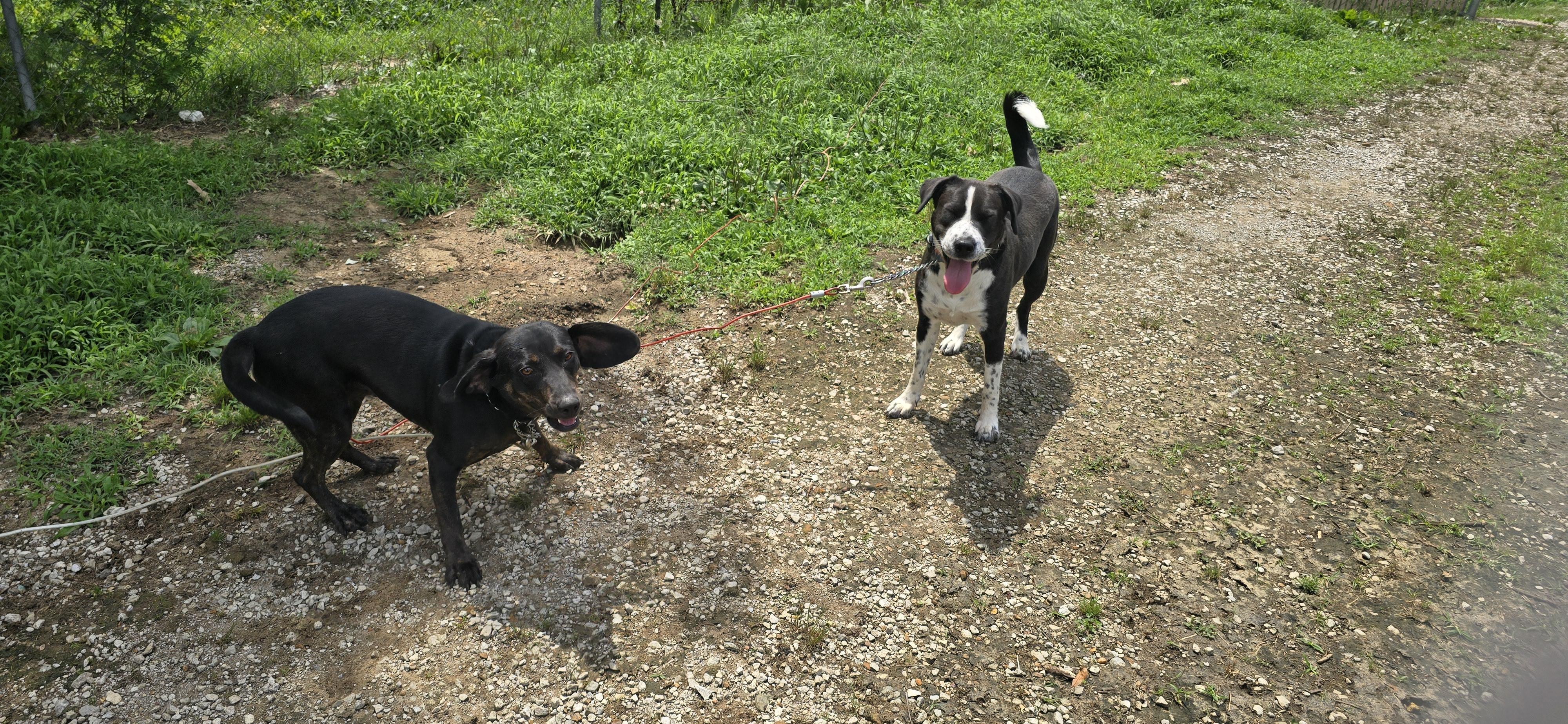 Sadie, a ADOPTABLE mixed breed in Corinth, MS image 4/5