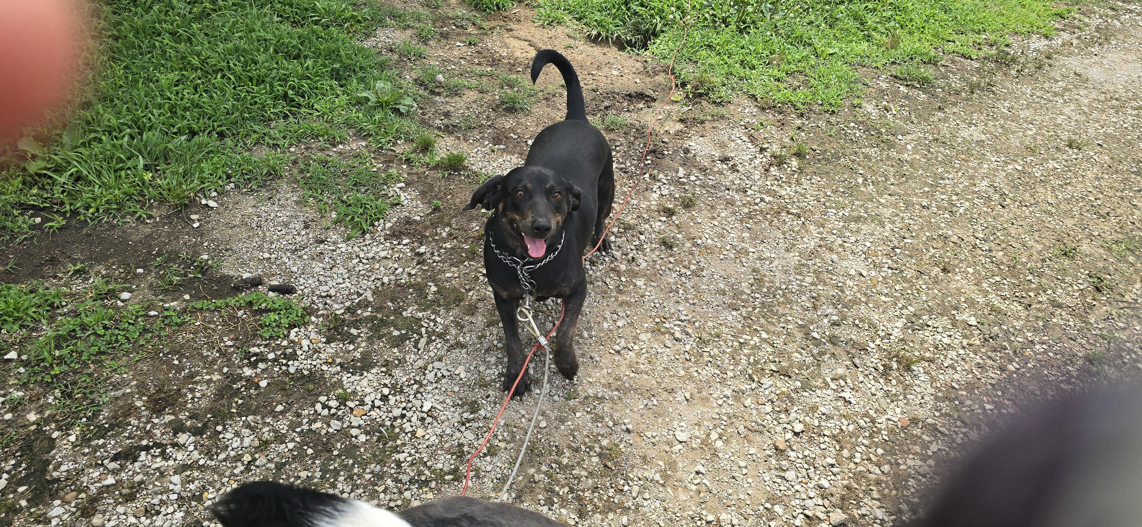Sadie, a ADOPTABLE mixed breed in Corinth, MS image 5/5
