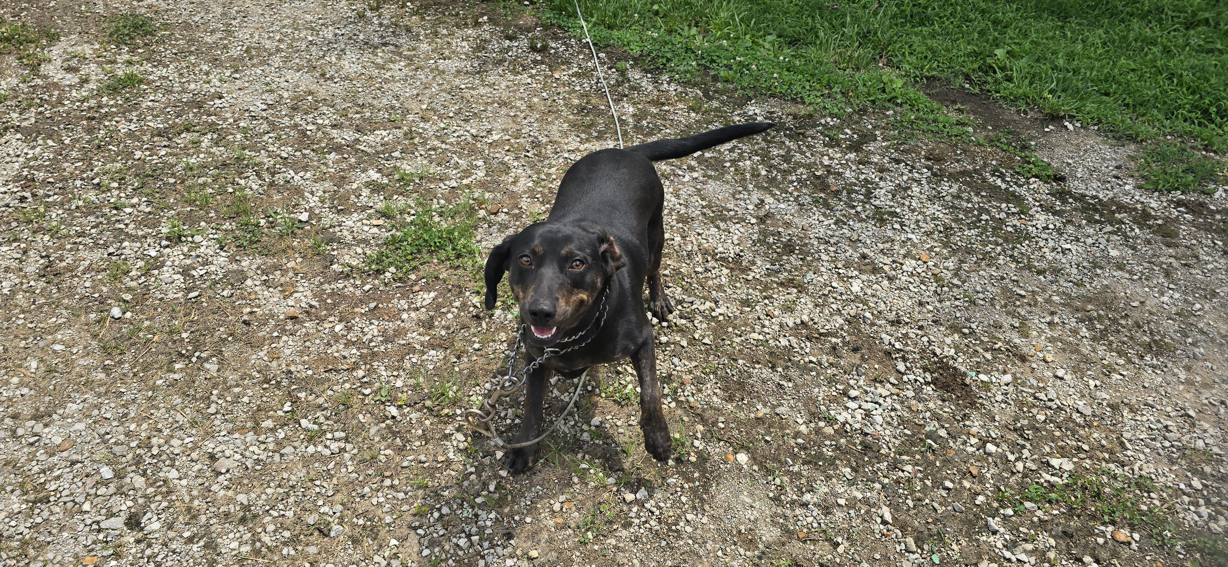 Sadie, a ADOPTABLE mixed breed in Corinth, MS image 3/5
