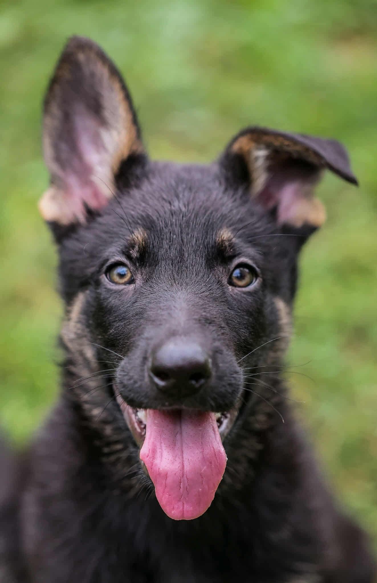 Rufus, Adopted, Puppy Male German Shepherd Dog.