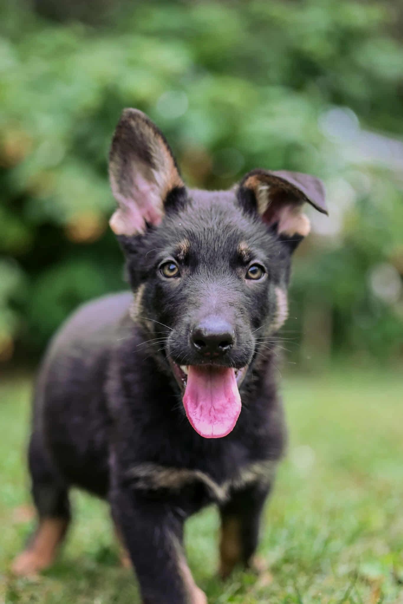 Enlarge Rufus, a Adopted German Shepherd Dog in Chicago, IL image 2/2