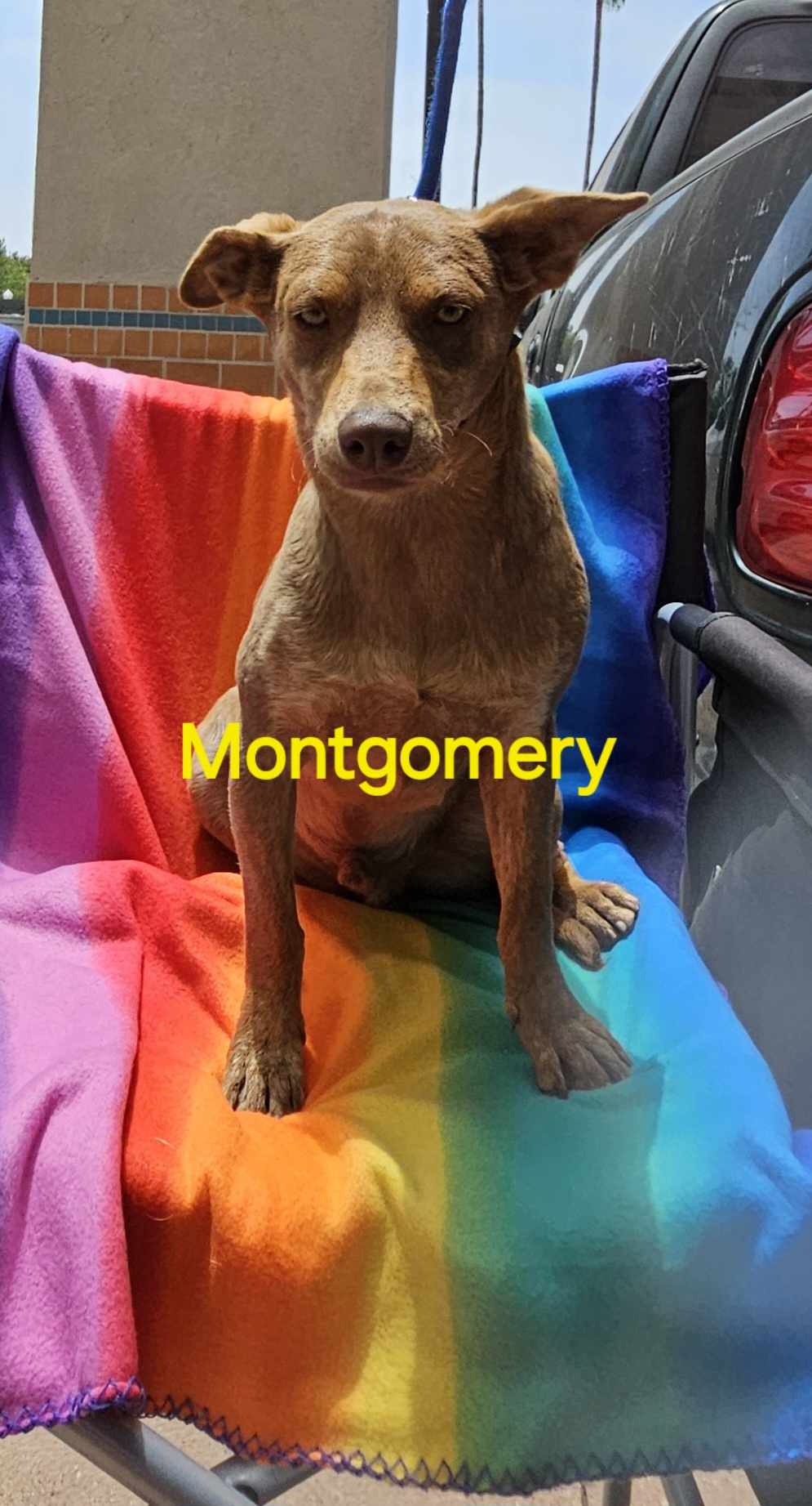Montgomery
