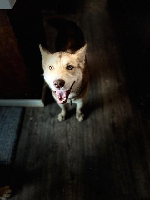 Enlarge Waffles, a Adopted mixed breed in Petaluma, CA image 2/5