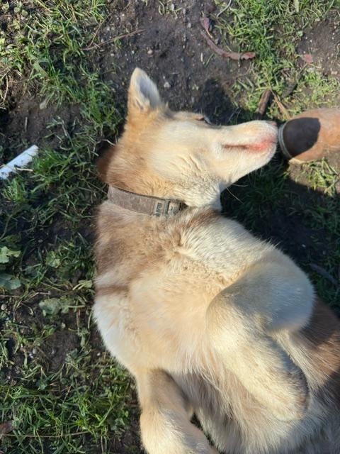 Enlarge Waffles, a Adopted mixed breed in Petaluma, CA image 3/5