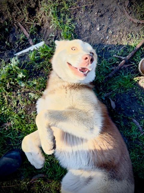 Enlarge Waffles, a Adopted mixed breed in Petaluma, CA image 4/5