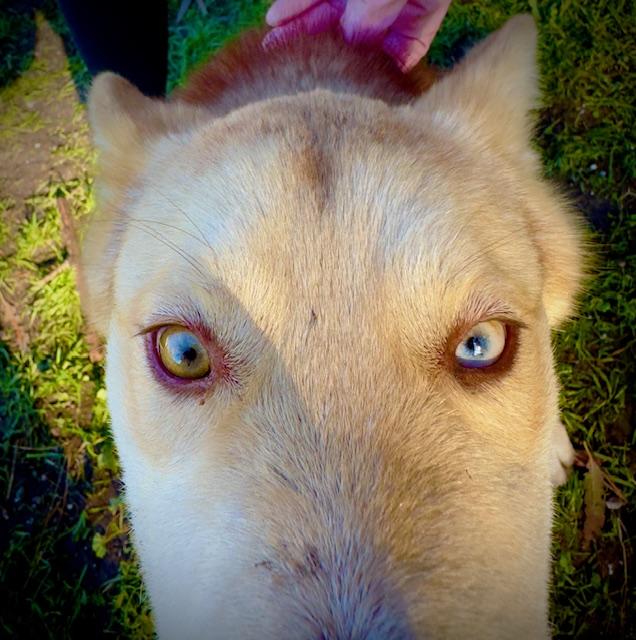 Enlarge Waffles, a Adopted mixed breed in Petaluma, CA image 5/5