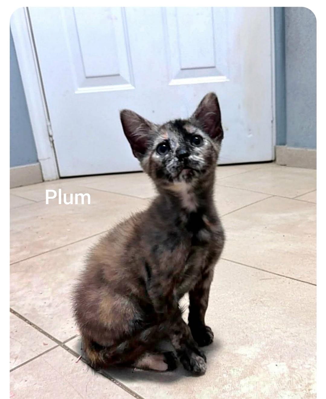 Enlarge Plum ( Orlando Fl), an adopted Tortoiseshell in Orlando, FL image 1/1