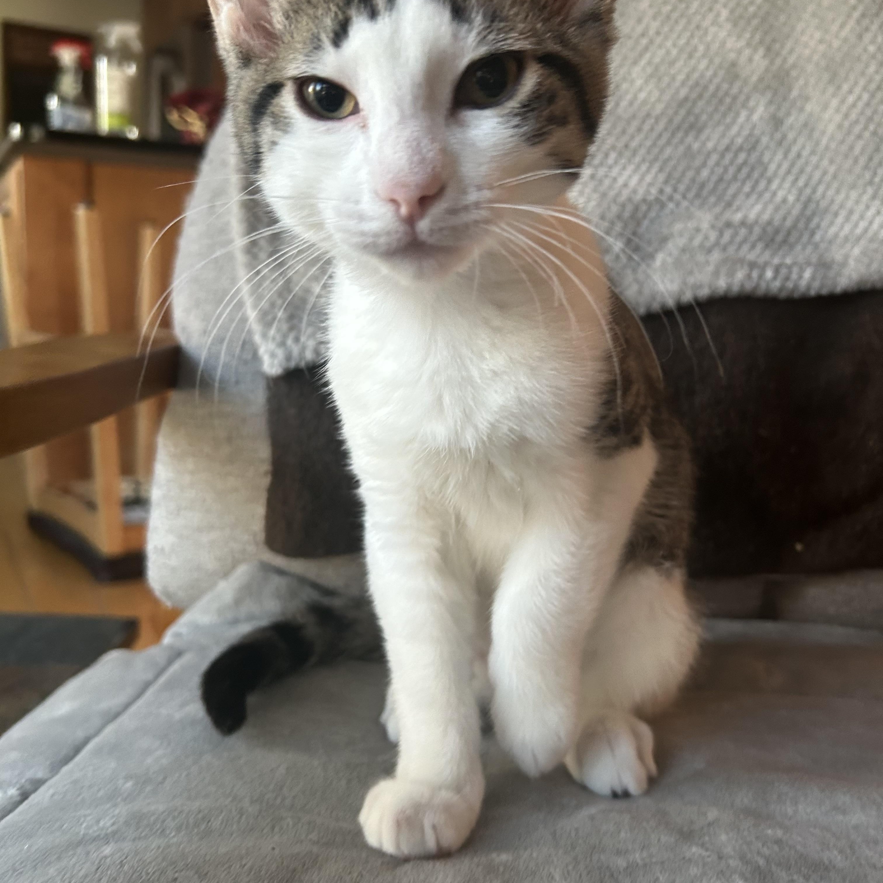 Kramer (with Cosmo), a Adoptable Domestic Short Hair in Roslyn Heights, NY image 1/3