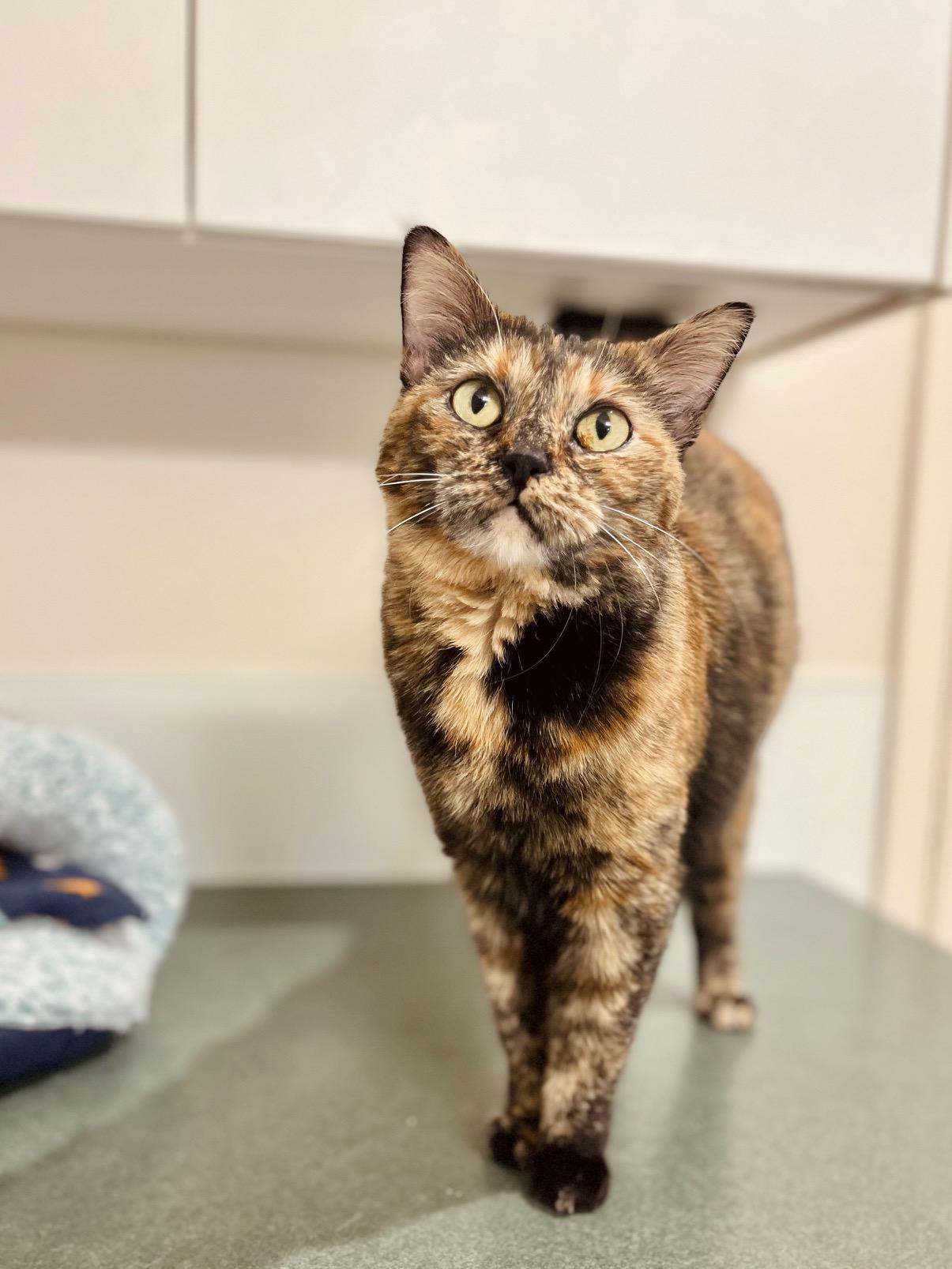 Petunia, an adopted Domestic Short Hair in Boise, ID image 1/2