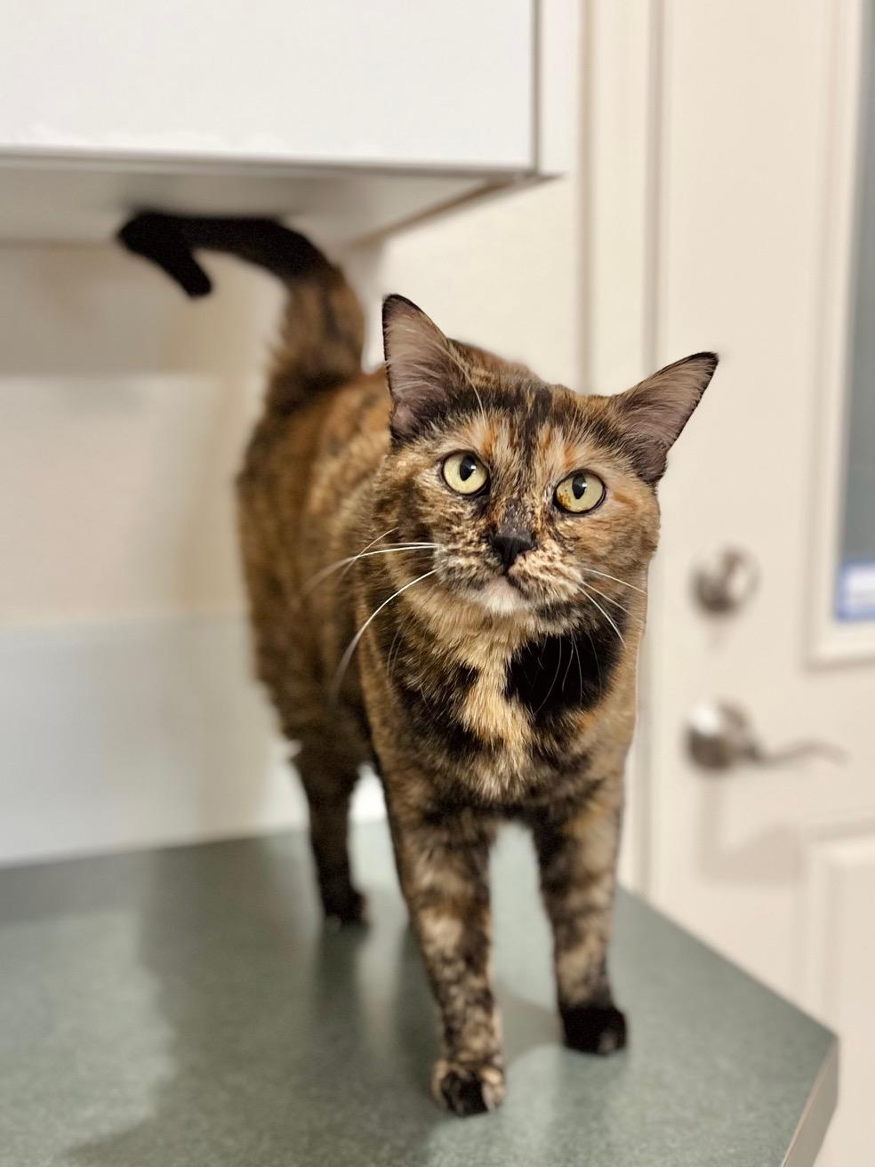 Petunia, an adopted Domestic Short Hair in Boise, ID image 2/2