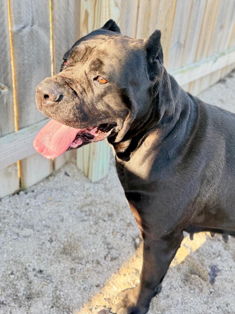Enlarge Sasha, a Adoptable Cane Corso in Muskegon, MI image 1/3