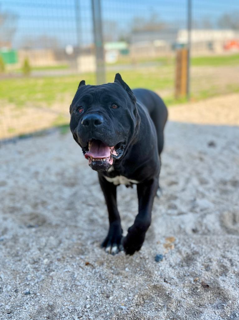 Enlarge Sasha, a Adoptable Cane Corso in Muskegon, MI image 2/3