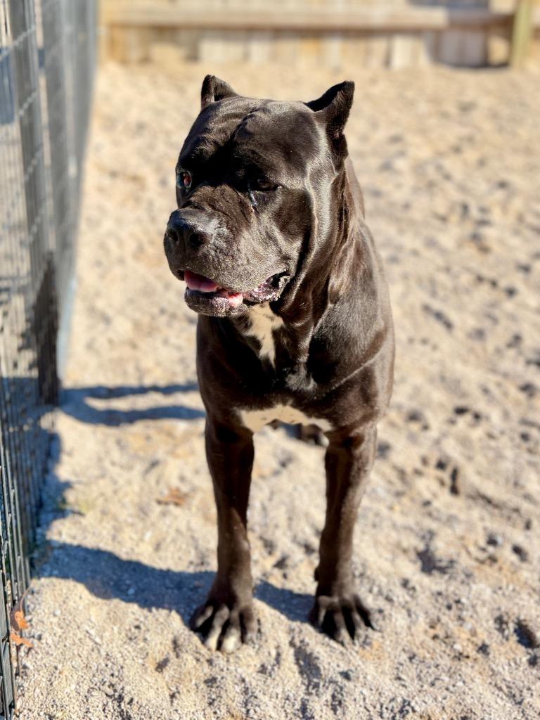 Enlarge Sasha, a Adoptable Cane Corso in Muskegon, MI image 3/3