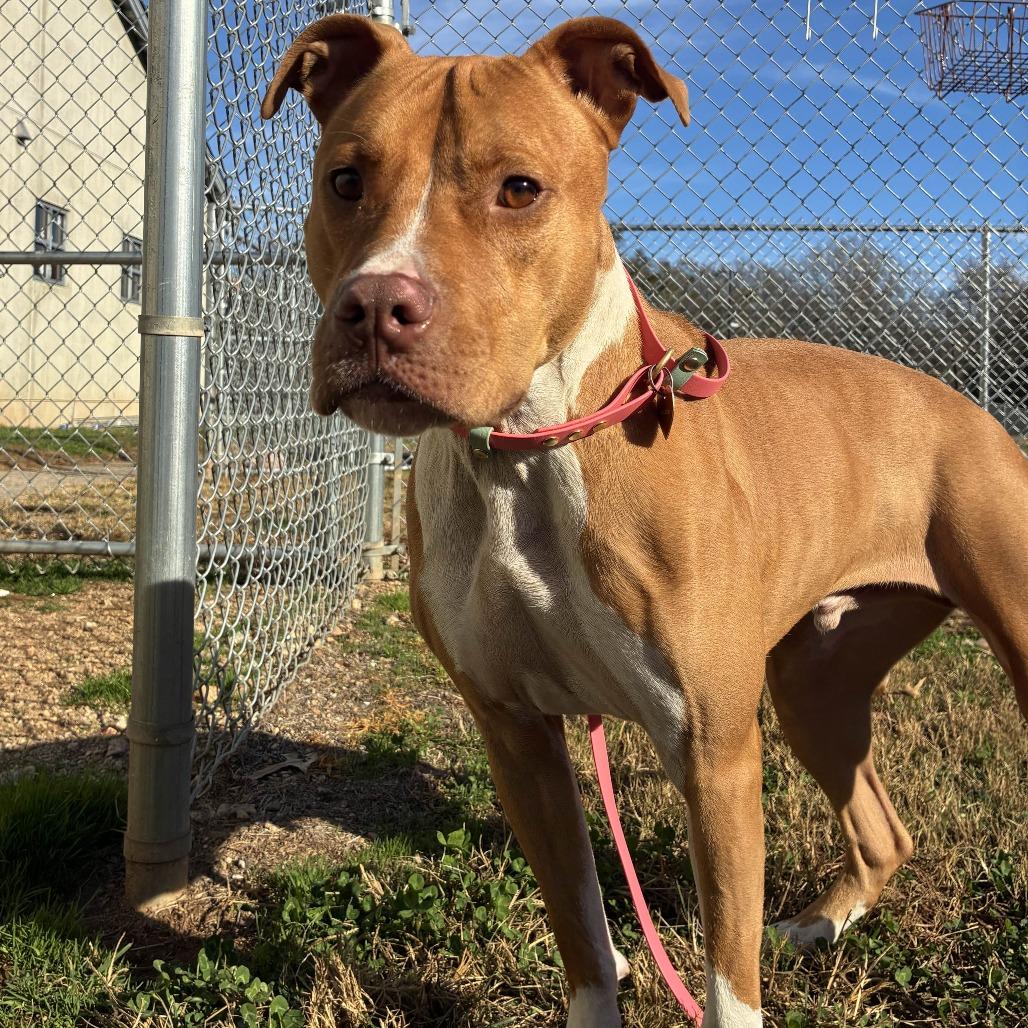 Capone, Adoptable, Adult Male American Staffordshire Terrier.