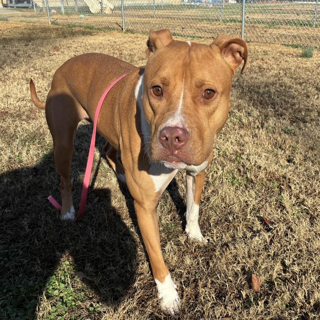 Enlarge Capone, a Adoptable American Staffordshire Terrier in Greenville, SC image 2/6