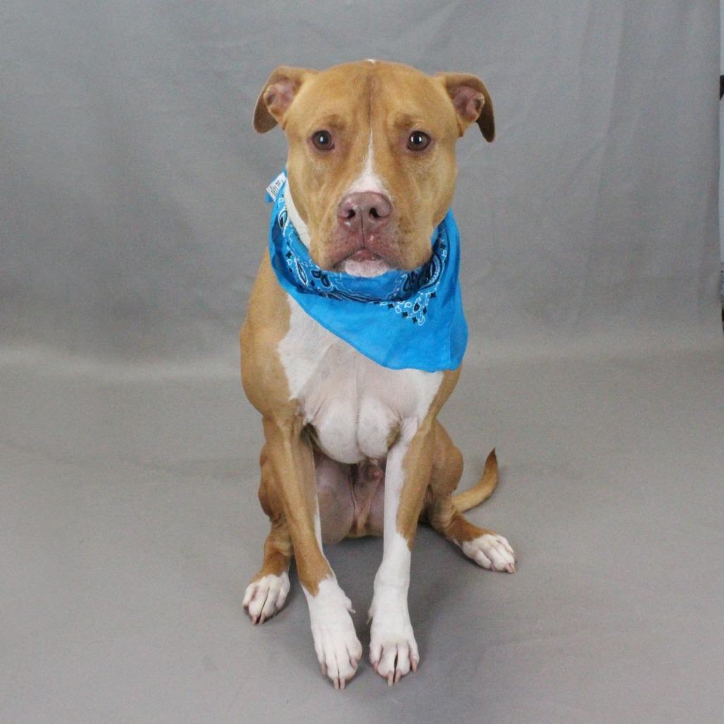 Enlarge Capone, a Adoptable American Staffordshire Terrier in Greenville, SC image 3/6