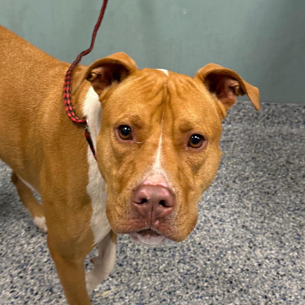 Enlarge Capone, a Adoptable American Staffordshire Terrier in Greenville, SC image 4/6