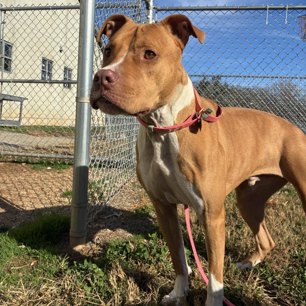 Enlarge Capone, a Adoptable American Staffordshire Terrier in Greenville, SC image 5/6