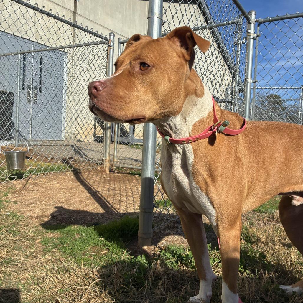 Enlarge Capone, a Adoptable American Staffordshire Terrier in Greenville, SC image 6/6