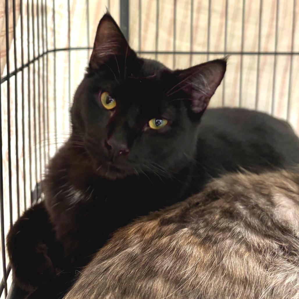 Thropp, Adoptable, Adult Male Domestic Short Hair.