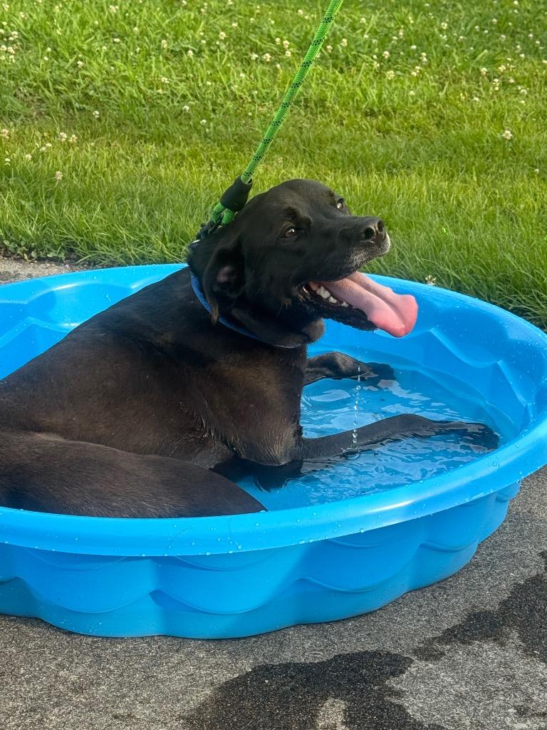 Pop, Adoptable, Adult Male Labrador Retriever & Retriever.